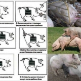 Lov na svinje: učestalost, koliko dana, period, ponovo znakovi, u k...